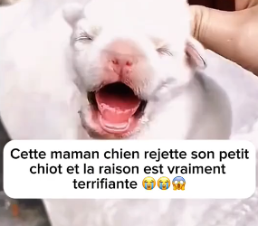 P0305017_Cette maman chien rejette son petit chiot et la raison est vraiment  terrifiante ��� PART 2