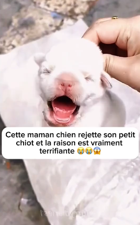 P0305017_Cette maman chien rejette son petit chiot et la raison est vraiment  terrifiante ��� PART 2