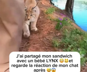 P0305016_J’ai partagé mon sandwich  avec un bébé LYNX ��et regarde la réaction de mon chat après �� PART 2
