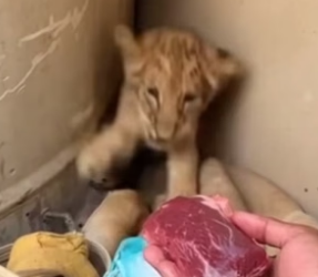 S0205014_A lion cub curled up in the corner #rescue #animal_part2