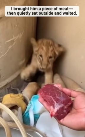 S0205014_A lion cub curled up in the corner #rescue #animal_part2