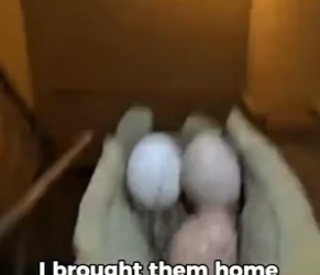 S0205015_I Saved Owl Eggs… Then The Father Did THIS_part2
