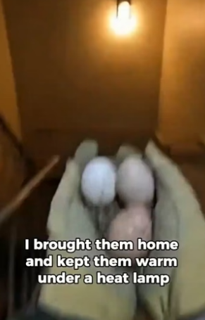 S0205015_I Saved Owl Eggs… Then The Father Did THIS_part2