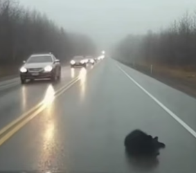 S0205019_A tiny bear cub stood in the road, crying nonstop#animal #rescue_part2