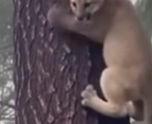 S0205020_A puma cub stuck high in a tree, with wolves waiting below #animal #rescue_part2
