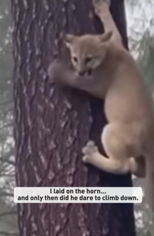 S0205020_A puma cub stuck high in a tree, with wolves waiting below #animal #rescue_part2