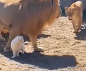 S0205010_Tiny Cat Falls Into Lion Den Then THIS Happens_part2