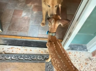 B0205023_I rescued a drowning baby deer and my dog adopted it PART 2
