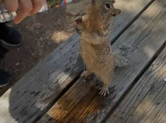 B0205022_This couple rescued a squirrel stuck its head in chair and adopted it PART 2
