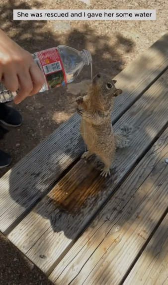B0205022_This couple rescued a squirrel stuck its head in chair and adopted it PART 2