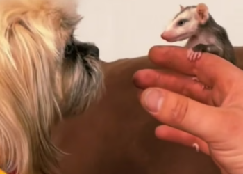 B0205020_Man rescued a drowning baby opossum and adopted it with love PART 2