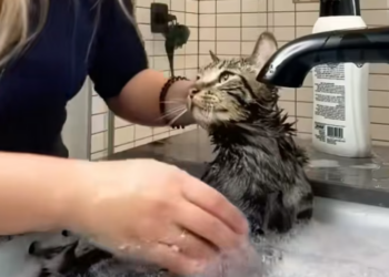 B0205019_Girl rescued poor cat from dog attack and adopted it with love PART 2