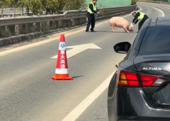 B0205018_Police officers picked up a pig on the road and adopted it with love PART 2