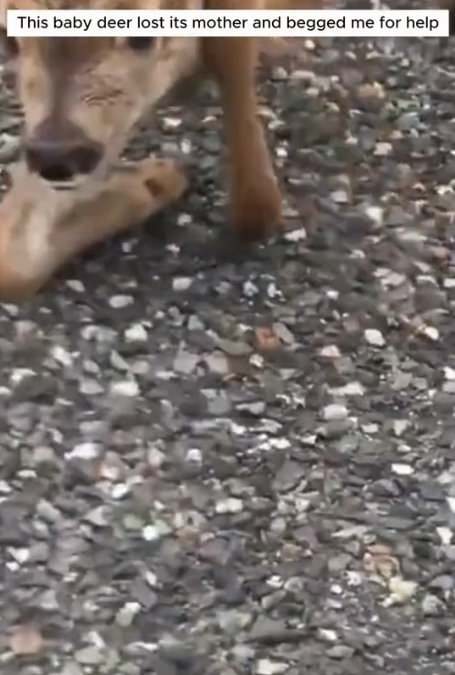B0205015_This baby deer lost its mother and begged me for help PART 2