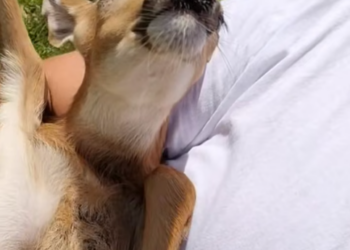 B0205014_This family rescued a baby deer stuck in fence and adopted it PART 2