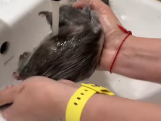 B0205006_Man rescued an opossum stuck on fence and adopted it with love PART 2