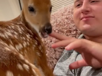 B0205008_Men rescued a baby deer stuck in sewer and gave it a wonderful home PART 2