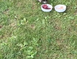 B0205009_Man rescued a baby raccoon stuck its head in jar and then PART 2