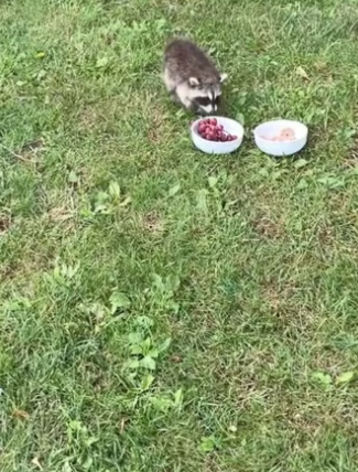 B0205009_Man rescued a baby raccoon stuck its head in jar and then PART 2