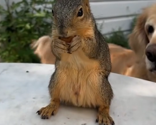 B0205010_This woman rescued a squirrel stuck in drain pipe and adopted it PART 2