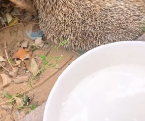 B0205007_Man rescued a hedgehog stuck in fence and gave it a wonderful home PART 2