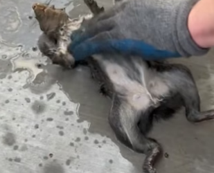 B0205011_Man rescued a drowning squirrel and gave it a warm home PART 2