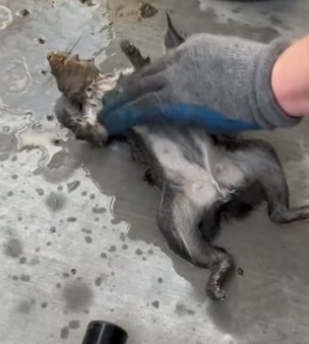 B0205011_Man rescued a drowning squirrel and gave it a warm home PART 2