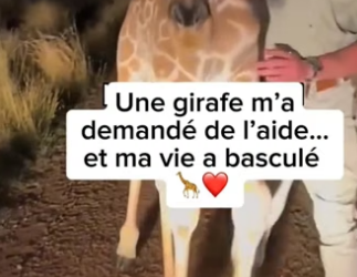 P0305020_Une girafe m’a  demandé de l’aide…  et ma vie a basculé  �❤️  PART 2