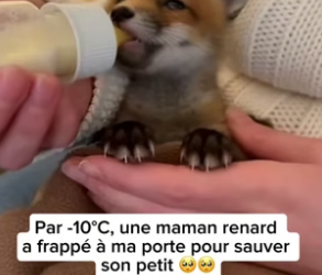 P3004009_Par -10°C, une maman renard  a frappé à ma porte pour sauver  son petit ��PARTIE 2