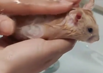 P0305004_Cet hamster fait semblant d’être mort et la raison est dingue ��#animaux #animalrescue #rescueanim_PART 2
