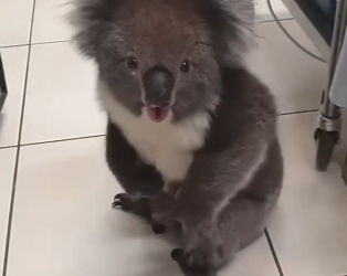 N2604012_A kind person rescued a fallen mother koala, and then this happened…PART 2