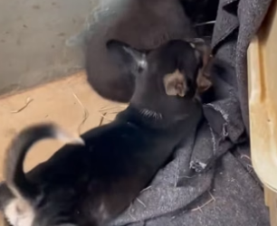 N2604010_A kind couple adopted an abandoned puppy, and then this happened…PART 2