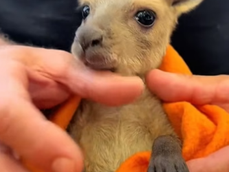 N3004002_A kind woman rescued a fallen baby kangaroo, and then…PART 2
