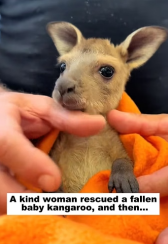 N3004002_A kind woman rescued a fallen baby kangaroo, and then…PART 2