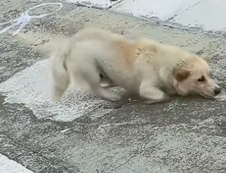 D3004012_A dog is having a seizure by the roadside.�PART 2