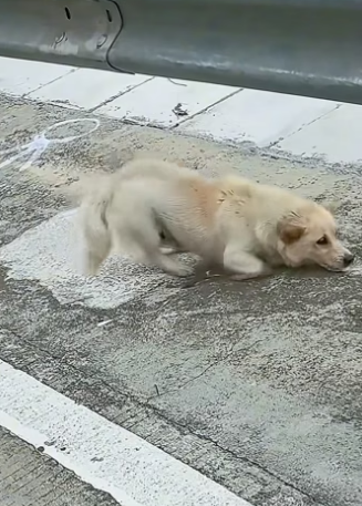 D3004012_A dog is having a seizure by the roadside.�PART 2