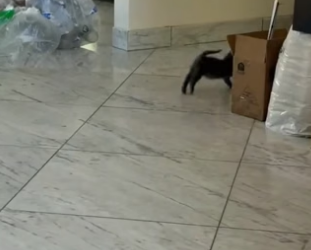 T3004011_I foumf a stray kitten and adopted it PART 2