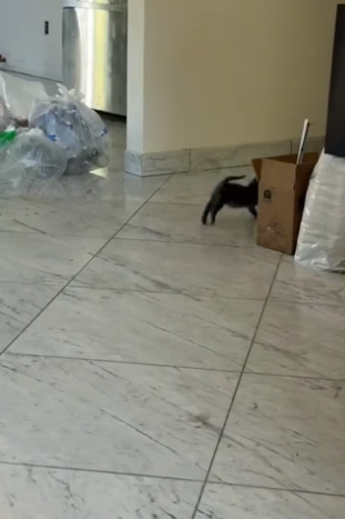 T3004011_I foumf a stray kitten and adopted it PART 2