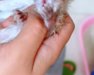 T3004018_I saved a kitten PART 2