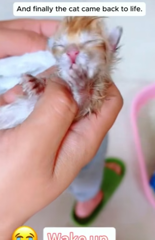 T3004018_I saved a kitten PART 2