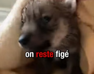 P2804006_CETTE MAMAN LOUP SE SACRIFIE  POUR SAUVER SON PETIT DE LA  MORT ��MAIS LA FIN NOUS FAISONS UNE SUR_Part 2