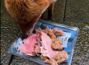P0705007_Ce renard vient frapper à ma porte chaque soir �❤️et je finis par l’adopter et puis … �� PART 2