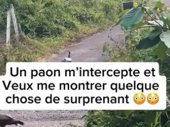P0705008_Un paon m’intercepte et Veux me montrer quelque  chose de surprenant �� PART 2