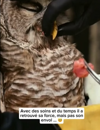 P0705015_Cet hibou deviendra mon meilleur ami �� PART 2