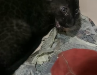 N0405020_A kind man rescued a dehydrated black leopard cub and then…PART 2