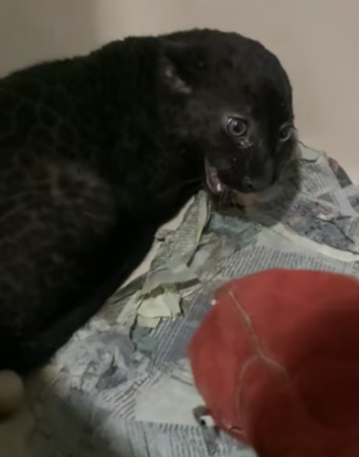 N0405020_A kind man rescued a dehydrated black leopard cub and then…PART 2