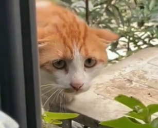 P0705021_Ce chat m’a supplié de l’aider… tu  vas comprendre pourquoi � PART 2
