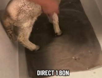 P0705023_Pourquoi cette maman chèvre  a rejeté son bébé… tu vas  halluciner ��� PARTIE 2