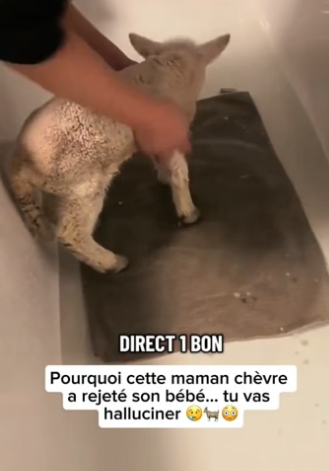 P0705023_Pourquoi cette maman chèvre  a rejeté son bébé… tu vas  halluciner ��� PARTIE 2