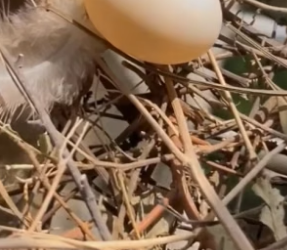 B3004006_The story of a dove family …. PART 2